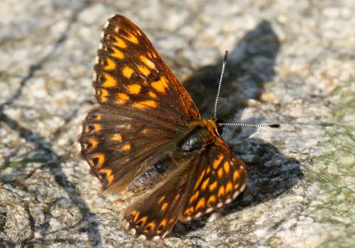 Photo: lucina72.jpg