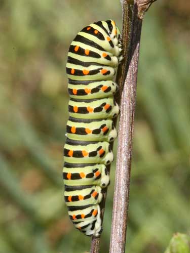 Photo: machaon10.jpg