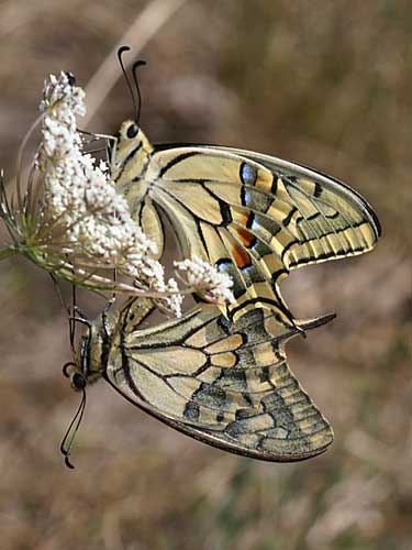 Photo: machaon12.jpg