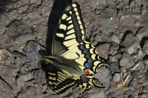 Photo: machaon18.jpg