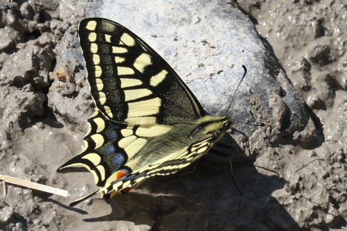 Photo: machaon