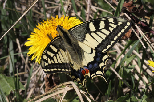 Photo: machaon