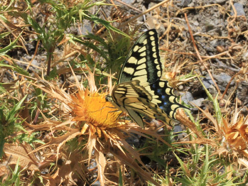 Photo: machaon