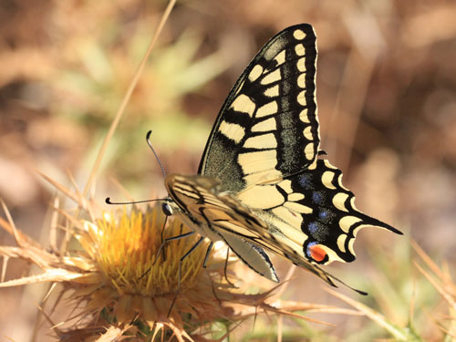 Photo: machaon