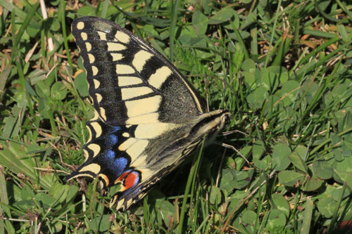 Photo: machaon