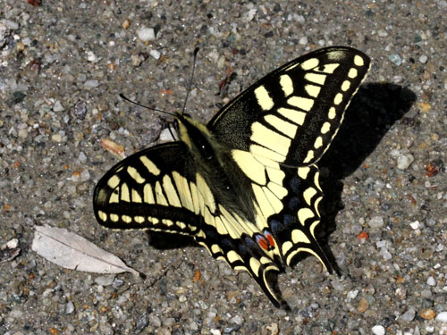 Photo: machaon