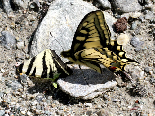 Photo: machaon27.jpg