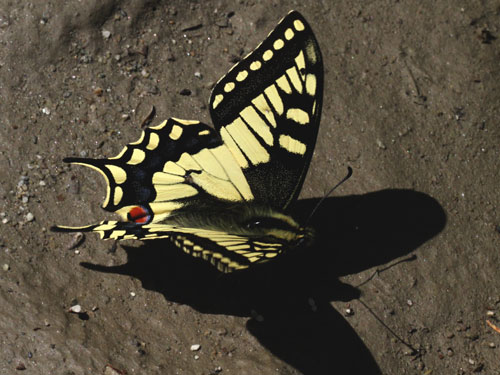 Photo: machaon