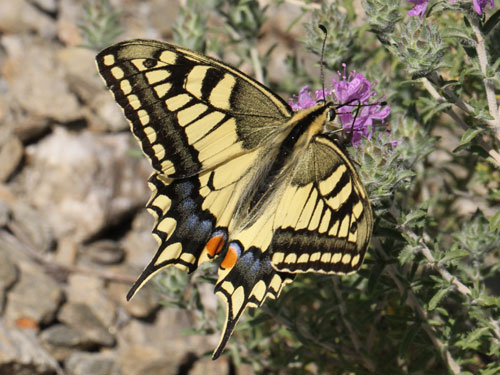 Photo: machaon