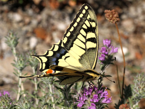 Photo: machaon