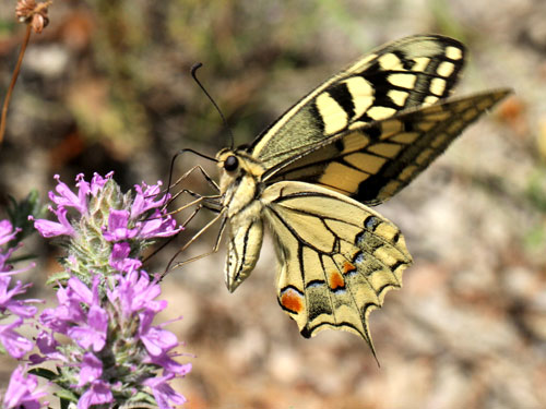 Photo: machaon