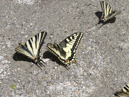 Photo: machaon