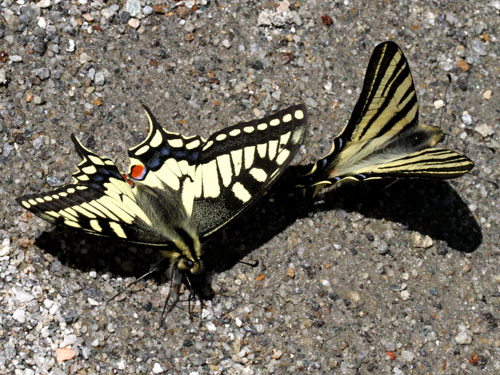 Photo: machaon