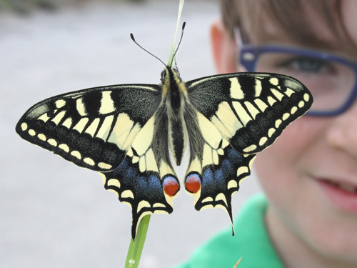 Photo: machaon