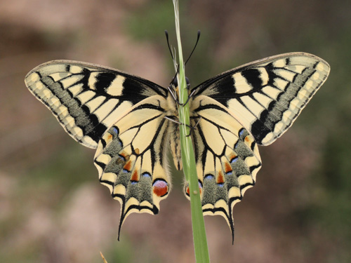 Photo: machaon