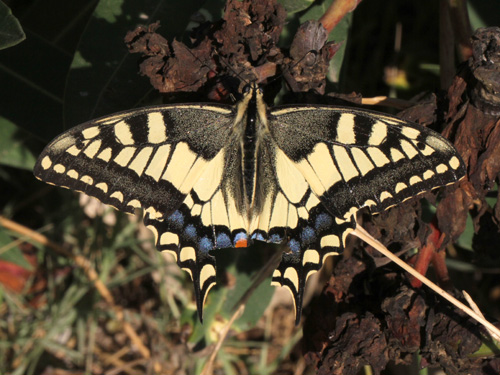 Photo: machaon