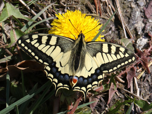 Photo: machaon