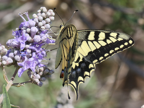 Photo: machaon38.jpg