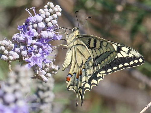 Photo: machaon39.jpg