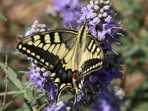 Photo: machaon