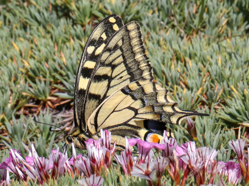 Photo: machaon