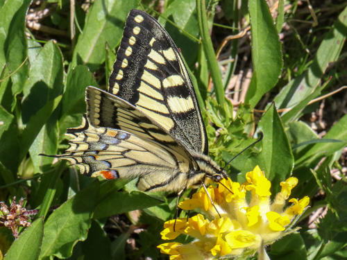 Photo: machaon