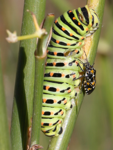 Photo: machaon43.jpg