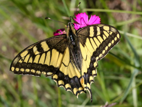 Photo: machaon