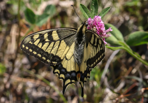 Photo: machaon