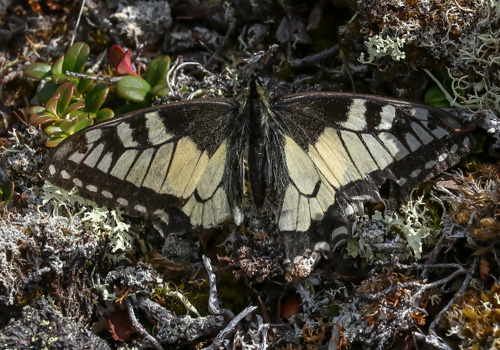 Photo: machaon