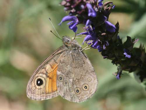 Photo: maera10.jpg