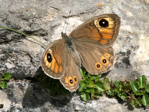 Photo: maera12.jpg