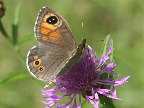 Photo: maera13.jpg