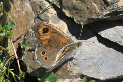 Photo: maera17.jpg