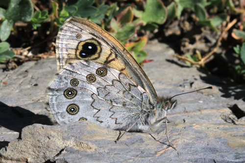 Photo: maera20.jpg
