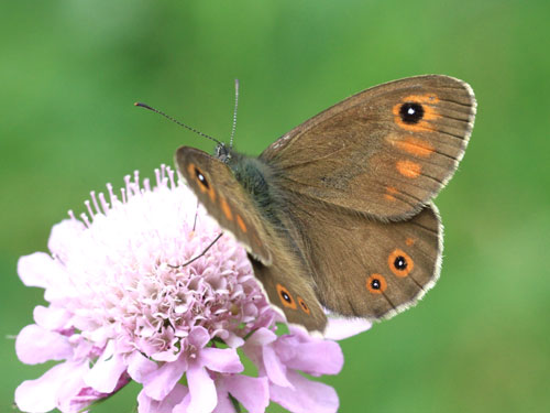 Photo: maera21.jpg