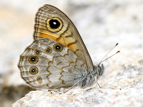 Photo: maera27.jpg