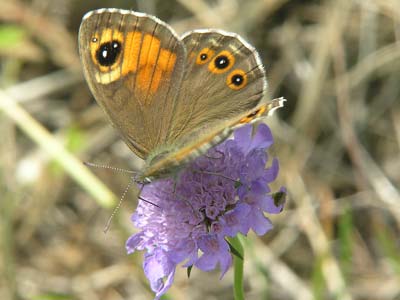 Photo: maera3.jpg