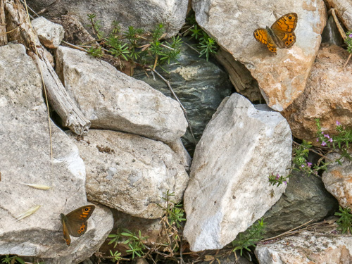 Photo: maera32.jpg