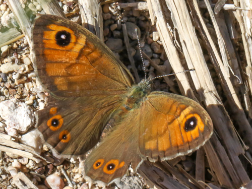 Photo: maera33.jpg