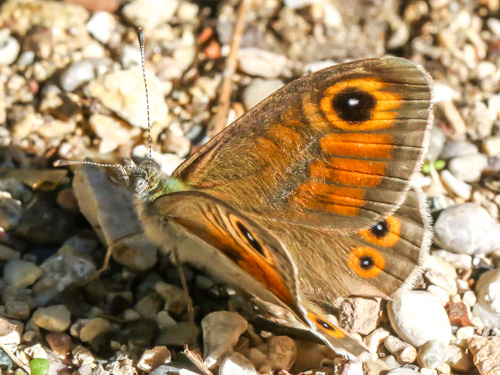 Photo: maera34.jpg