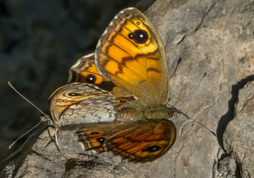 Photo: maera37.jpg