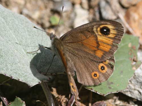 Photo: maera9.jpg