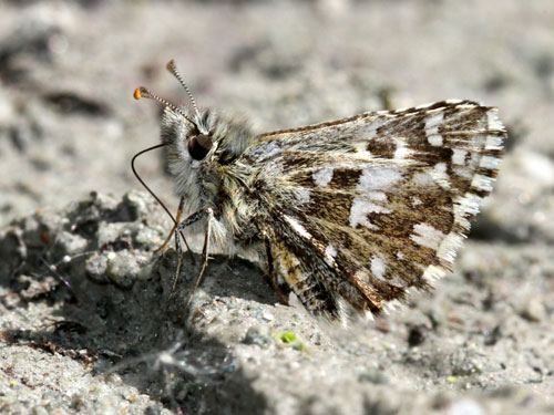 Photo: malvae59.jpg