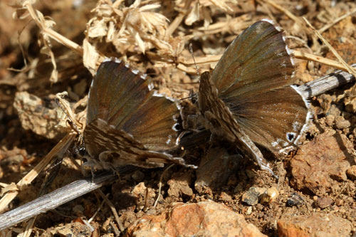 Photo: marshalli13.jpg