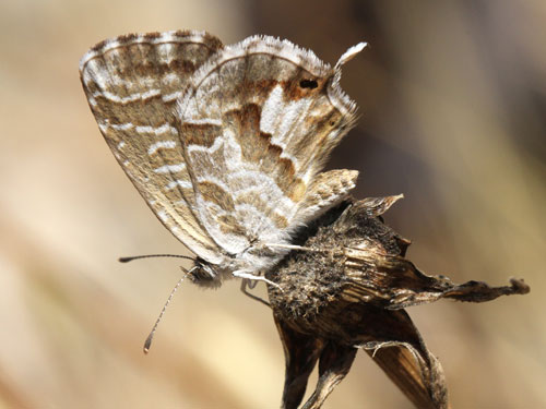 Photo: marshalli16.jpg
