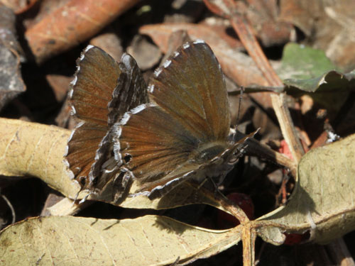 Photo: marshalli21.jpg