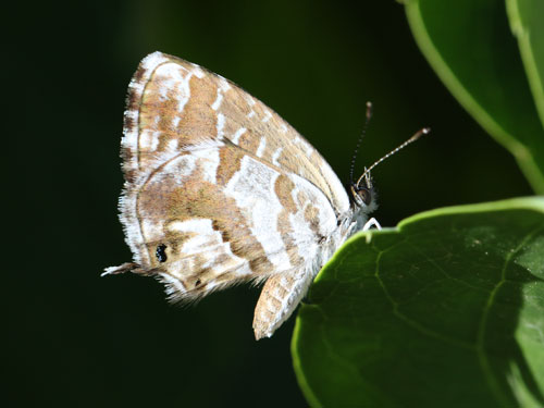 Photo: marshalli23.jpg