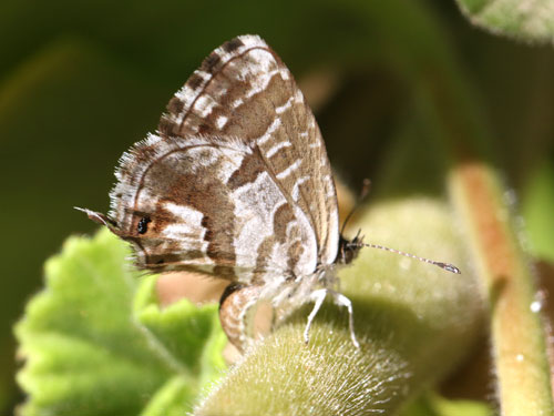 Photo: marshalli24.jpg