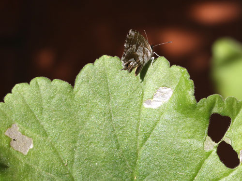 Photo: marshalli27.jpg